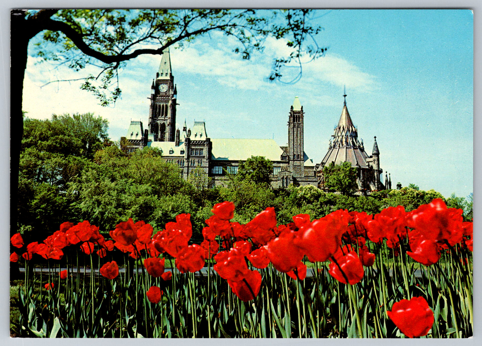 c1960s Ottawa Ontario Parliament Buildings Tulips Major Hill Postcard