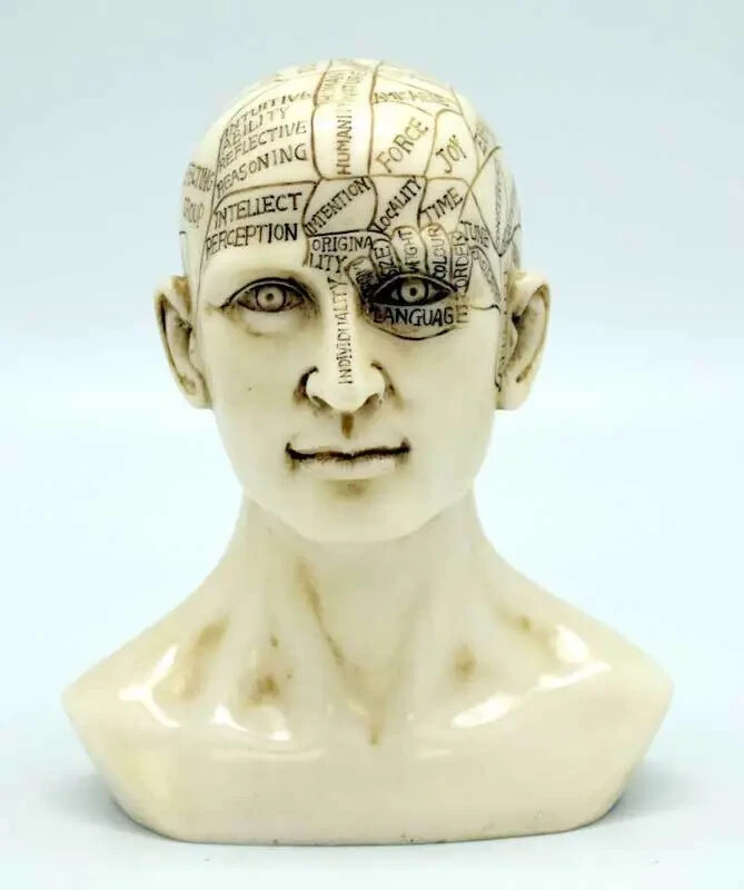 Phrenology Head 6 Phrenology Head 6