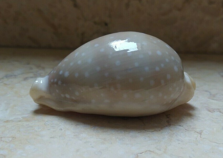 F Cypraea camelopardalis red Sea Shell 76mm F++++ Cypraeida lyncina nturl glossy