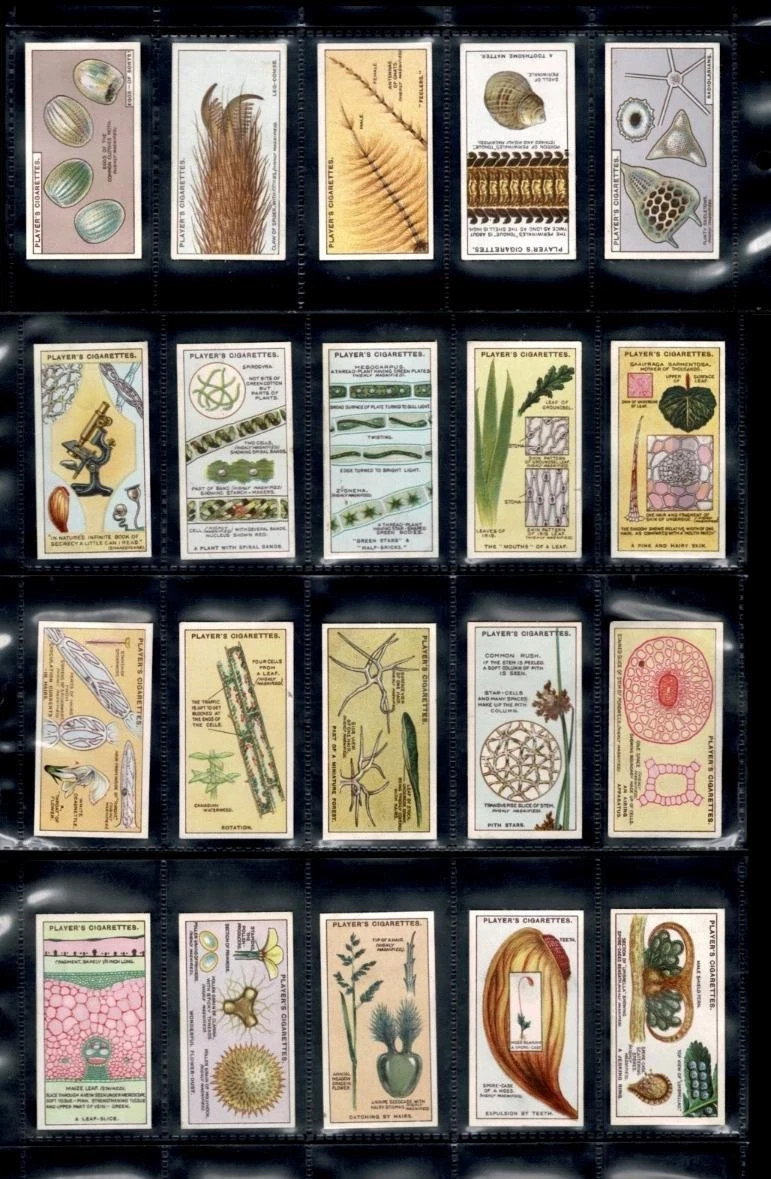 1929 JOHN PLAYER & SONS HIDDEN BEAUTIES 25 TOBACCO CARD SET 1929 JOHN PLAYER & SONS HIDDEN BEAUTIES 25 TOBACCO CARD SET