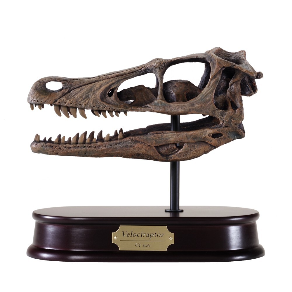 Velociraptor Dinosaur Skull Model 1/1 Scale (Life-Size) Replica by DinoStoreus Velociraptor Dinosaur Skull Model 1/1 Scale (Life-Size) Replica by DinoStoreus