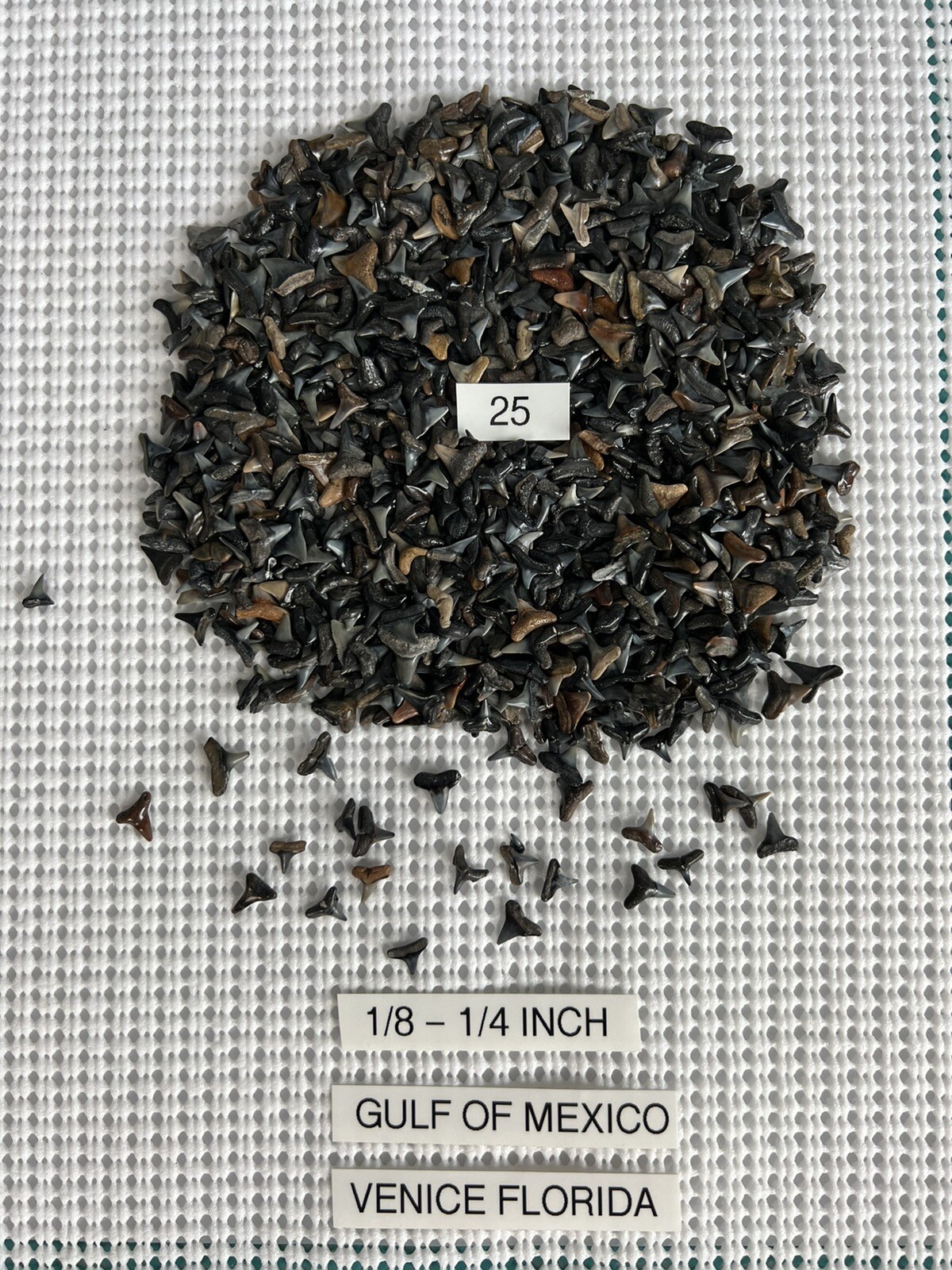 Lot Of 25 Fossilized 1/8 - 1/4 inch shark teeth from Venice Florida. ( GULF ) Lot Of 25 Fossilized 1/8 - 1/4 inch shark teeth from Venice Florida. ( GULF )