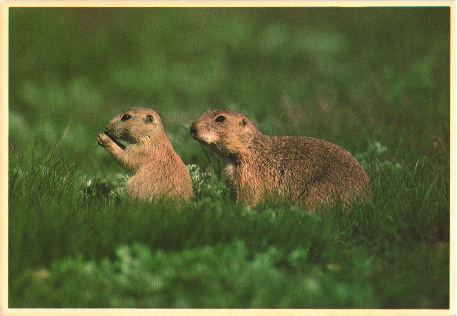 Blacktailed Prairie Dogs Animal Wildlife Chrome Postcard Sanborn Souvenir Unused