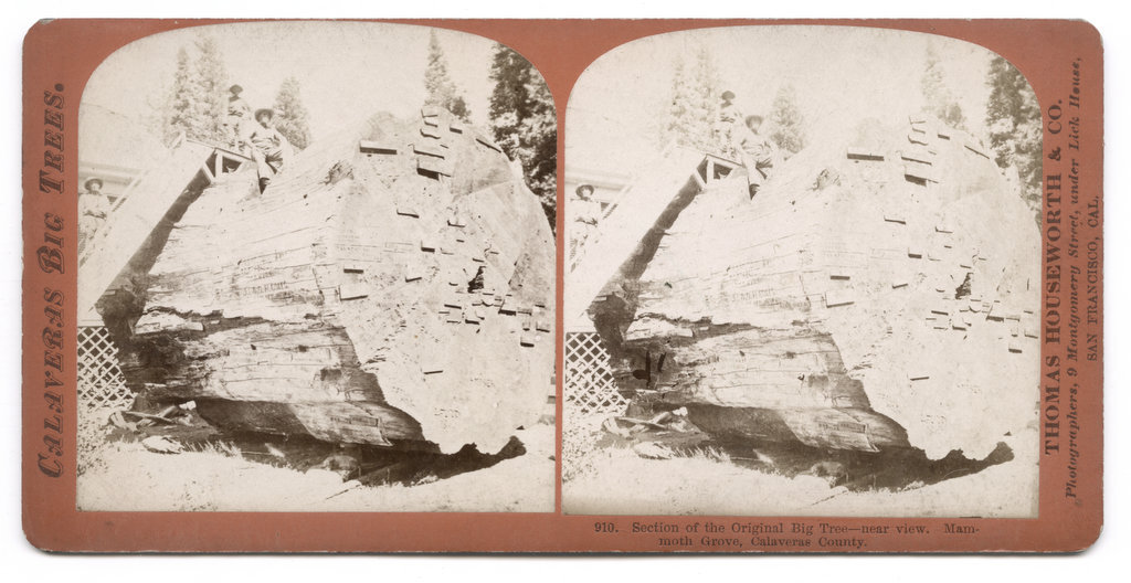 c.1860's STEREOVIEW SV - HOUSEWORTH - SECTION OF BIG TREE MAMMOTH GROVE