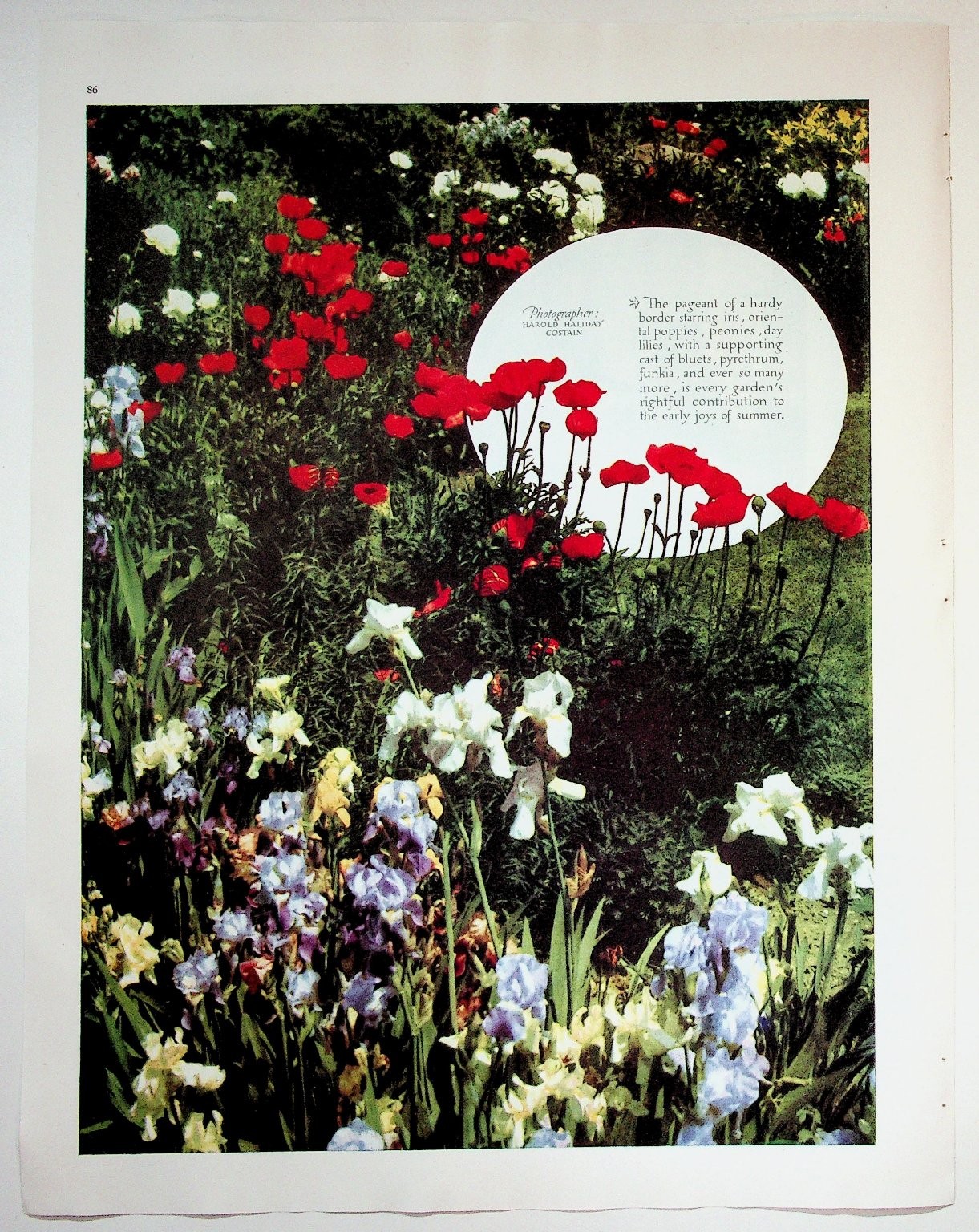 1938 Original Print Article 10x13 Garden Flowers Photography