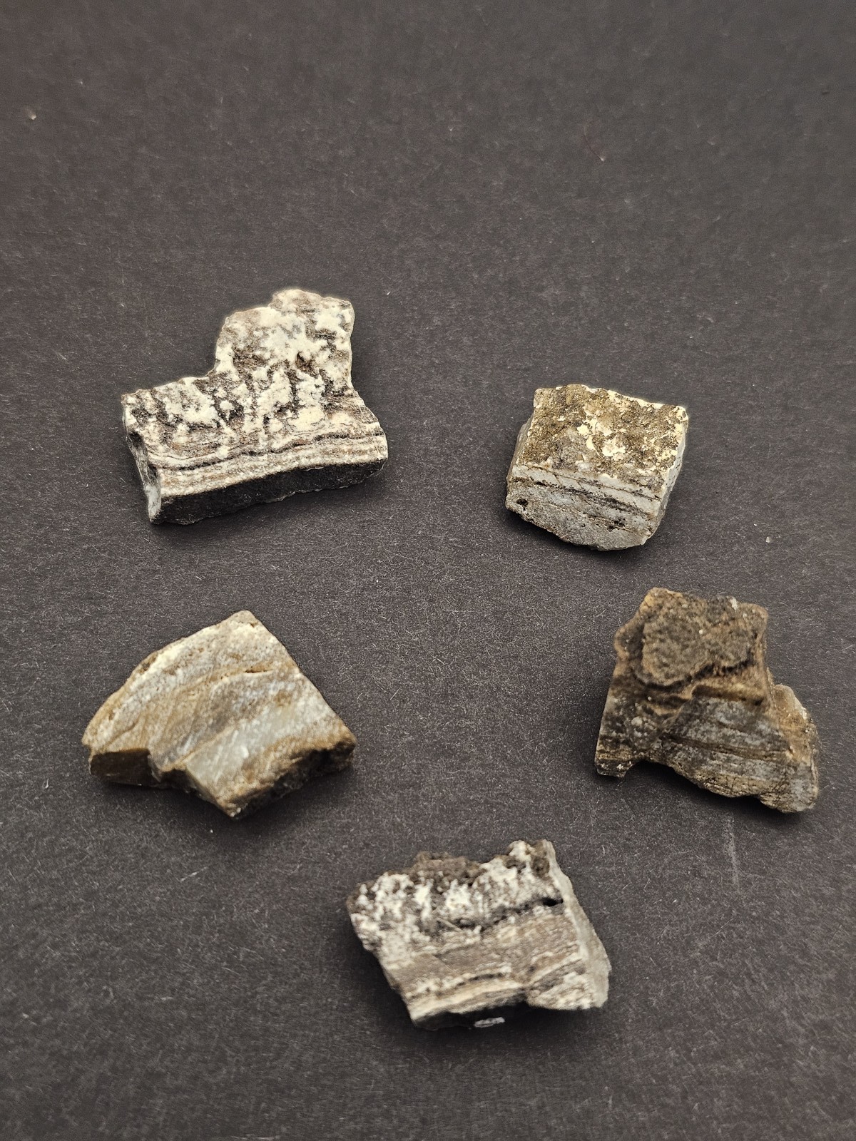 Dresser Formation Stromatolite Fossil Fragment 3.49 Billion Years Old Australia