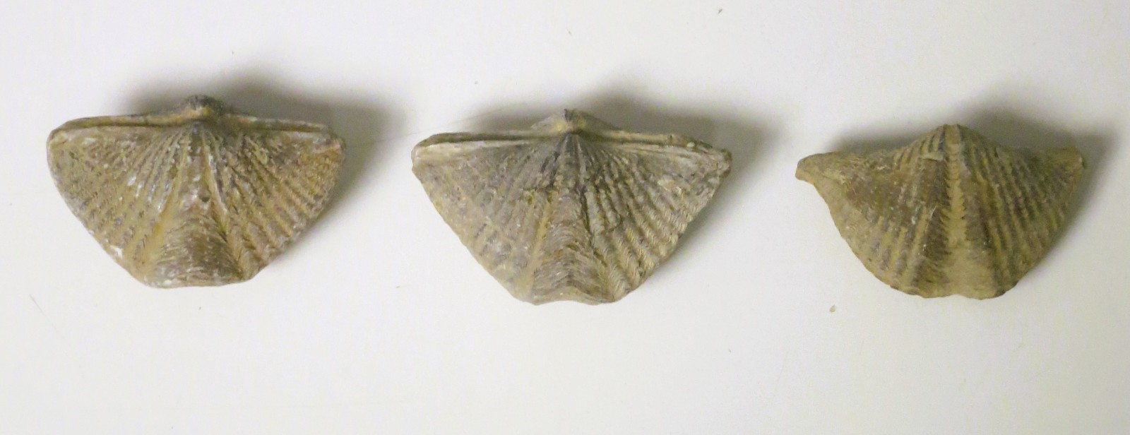 Fossils Mucrospirifer Brachiopods Devonian Paleozoic Period LOT OF 3 Pieces