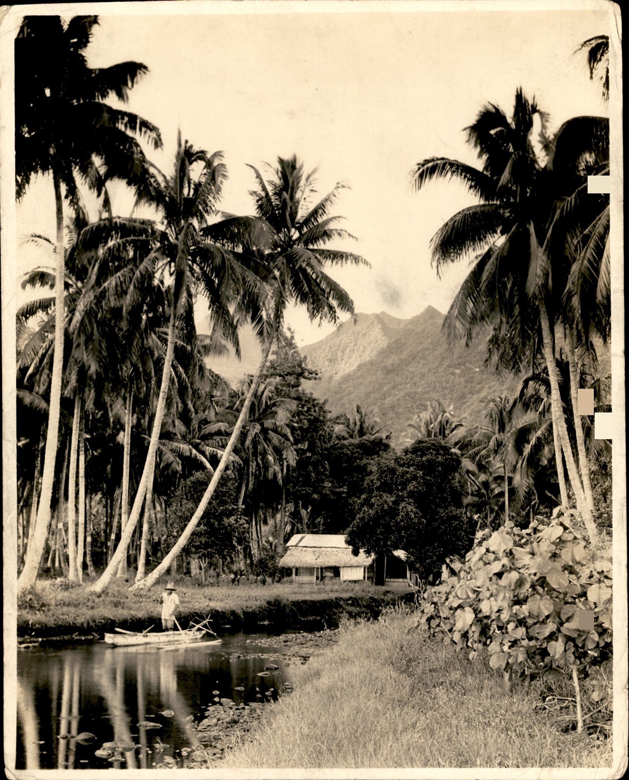 GA308 Approx 1930s Original Photo BEAUTIFUL TROPICAL JUNGLE LANDSCAPE OF TAHITI GA308 Approx 1930s Original Photo BEAUTIFUL TROPICAL JUNGLE LANDSCAPE OF TAHITI