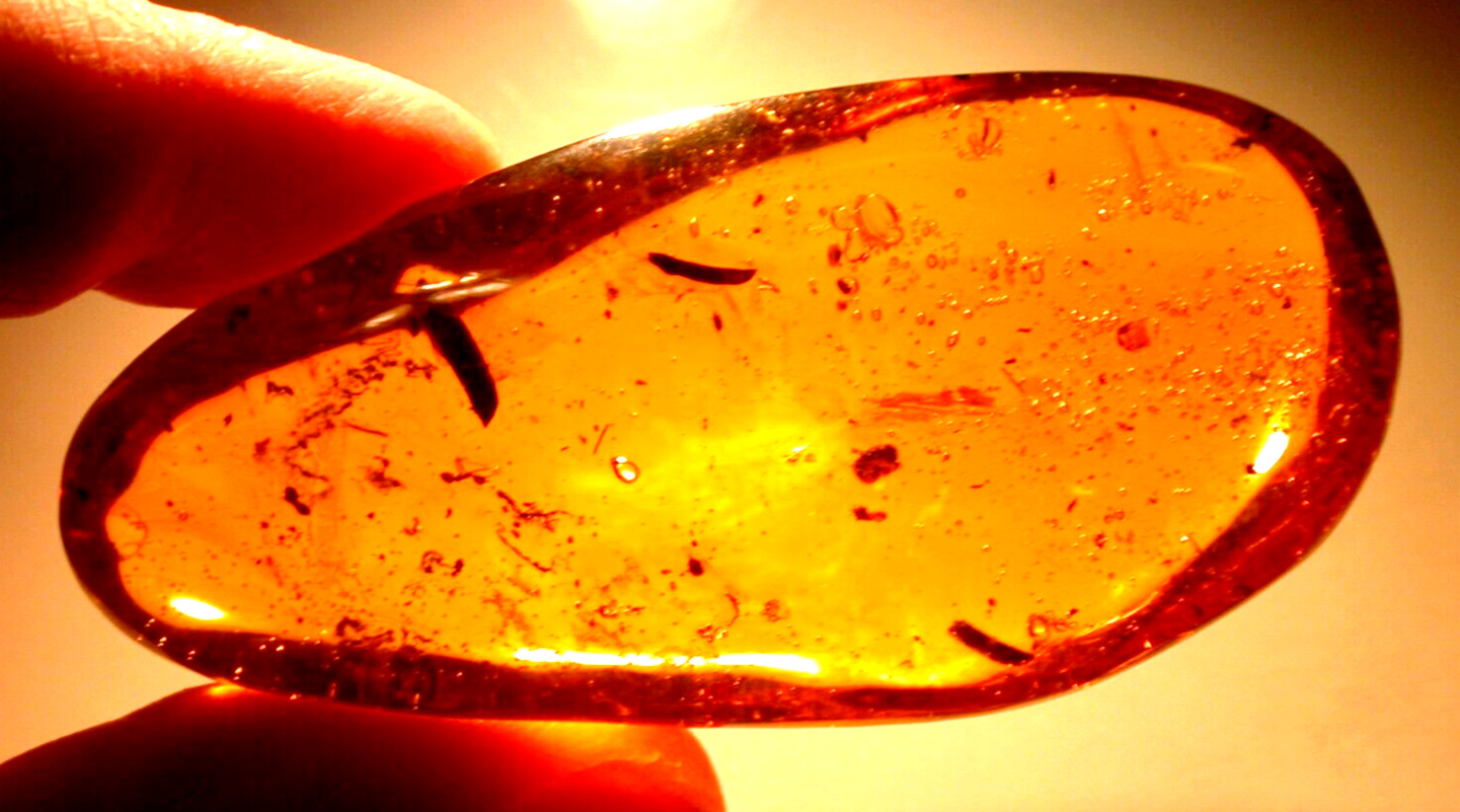 LARGE 34.9 g Dominican Amber Fossil with Mimosa Plant Leaflets and Insects