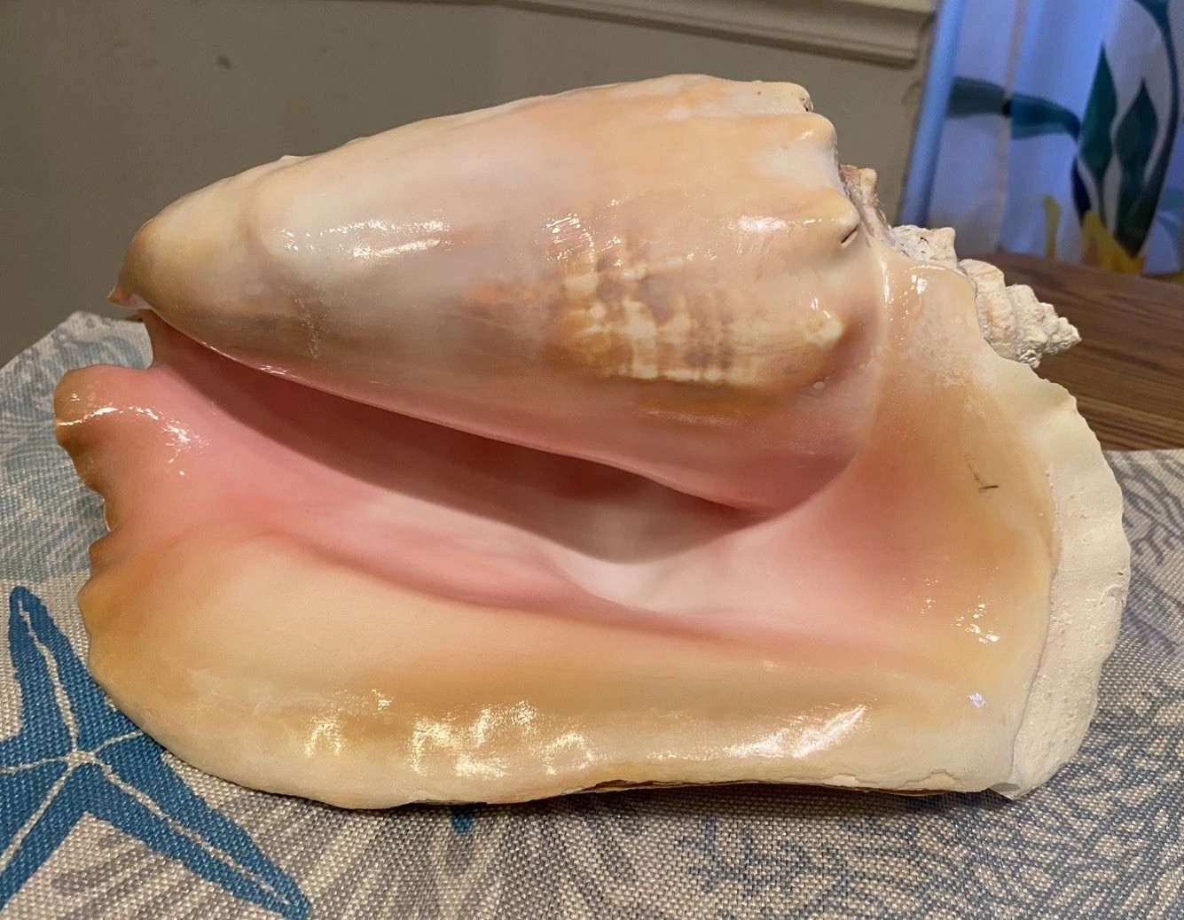 Huge-Queen Conch Sea Shell Natural Pink Cream Nautical Decor -END OF SUMMER SALE Huge-Queen Conch Sea Shell Natural Pink Cream Nautical Decor -END OF SUMMER SALE