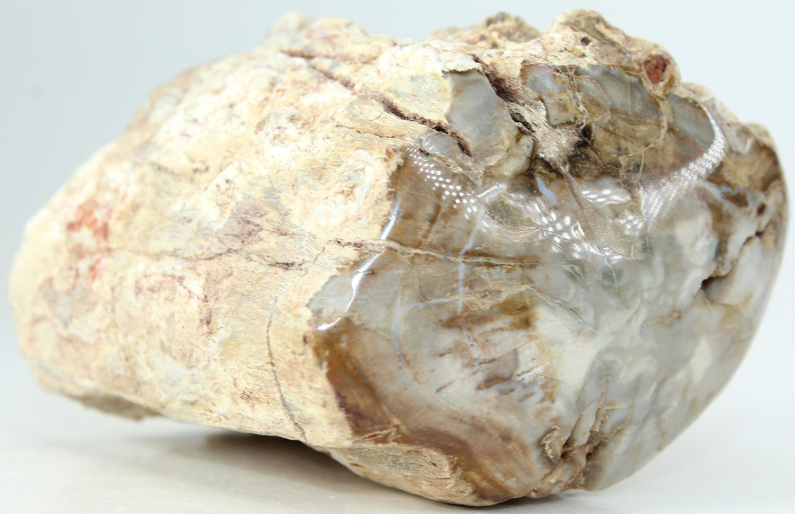 Polished Madagascar Petrified Wood / 10.00 oz (283.49gr) / 2.60