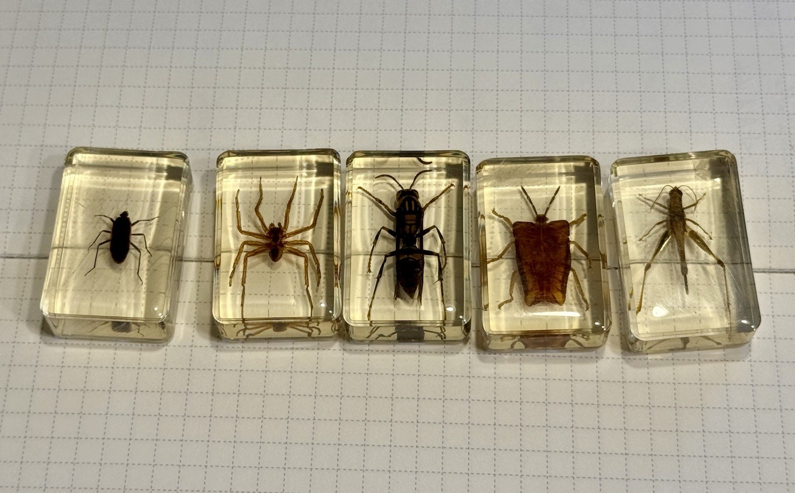 Vintage Real Insects In Epoxy Resin, Lot Of 5 Taxidermy