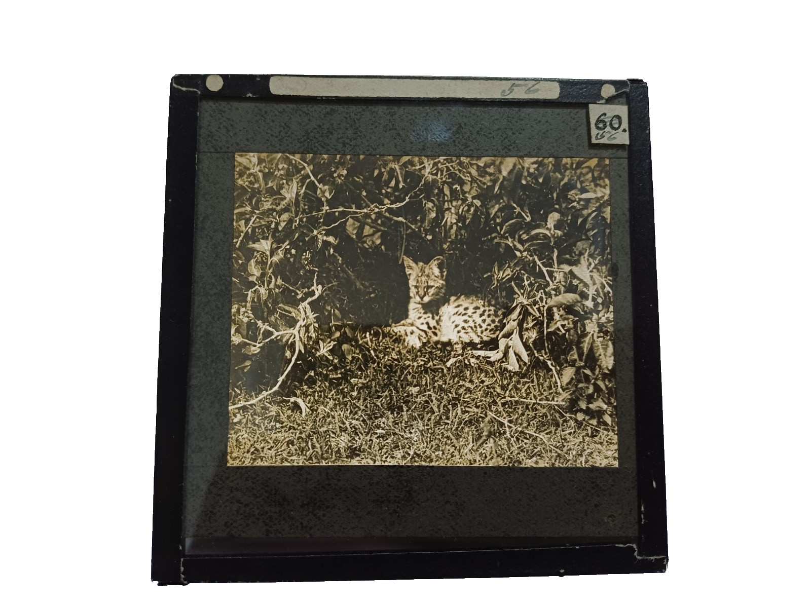 Kearton Glass Lantern Slide: African Serval Wild Cat in Foliage c1909 Kearton Glass Lantern Slide: African Serval Wild Cat in Foliage c1909