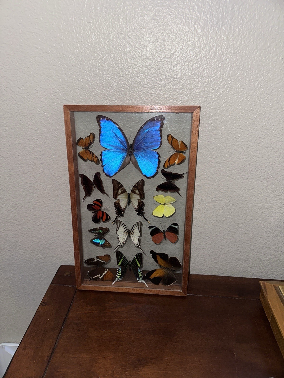 Vintage Framed Real Butterfly Collection Shadow Box Display Blue Morpho 14