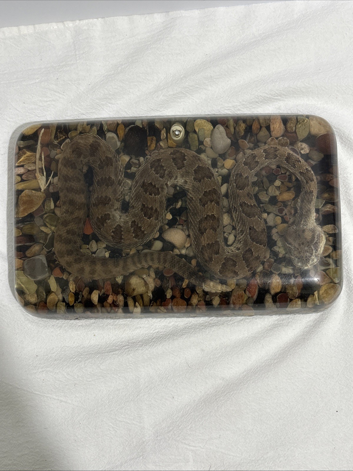Vintage Preserved Rattlesnake In Resin 9-1/4”x5-3/4”