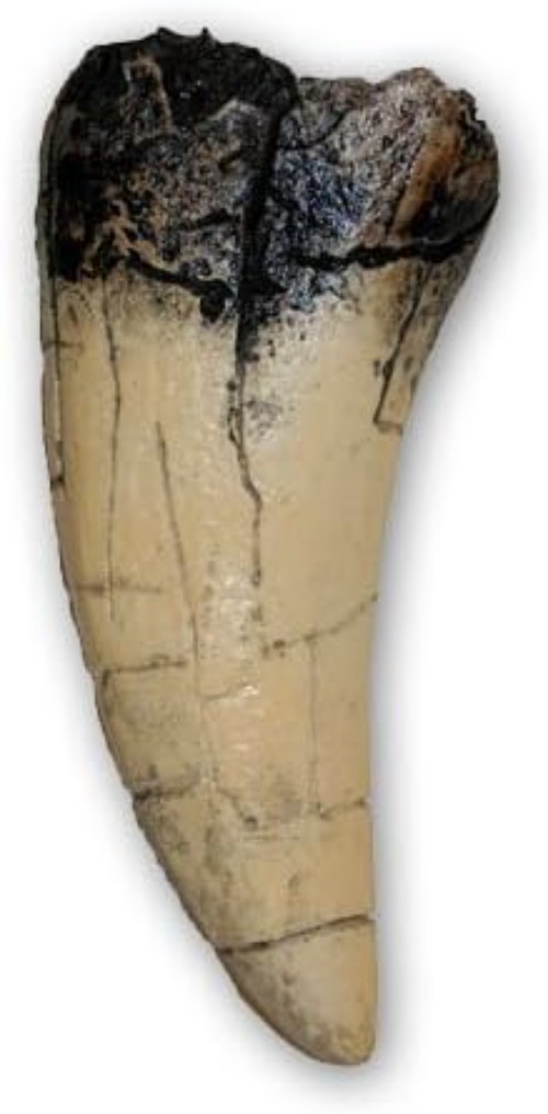 Authentic 5.5 Inch T. Rex Tooth Direct Cast Replica – Ideal Decor for Collectors