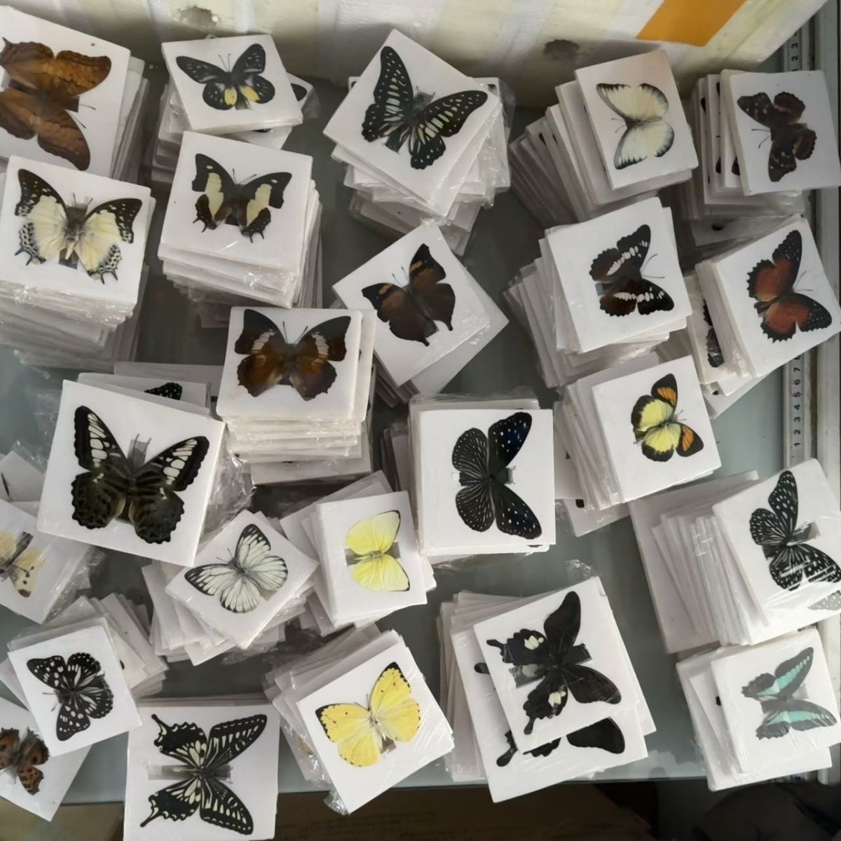 30 Assorted Real Butterfly Specimens Spread Wing PVC Packed A1-A- Grade