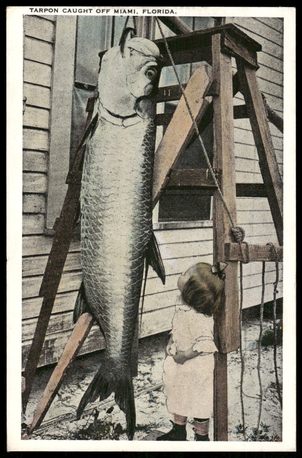 Vintage Tarpon Fish Miami Florida Postcard