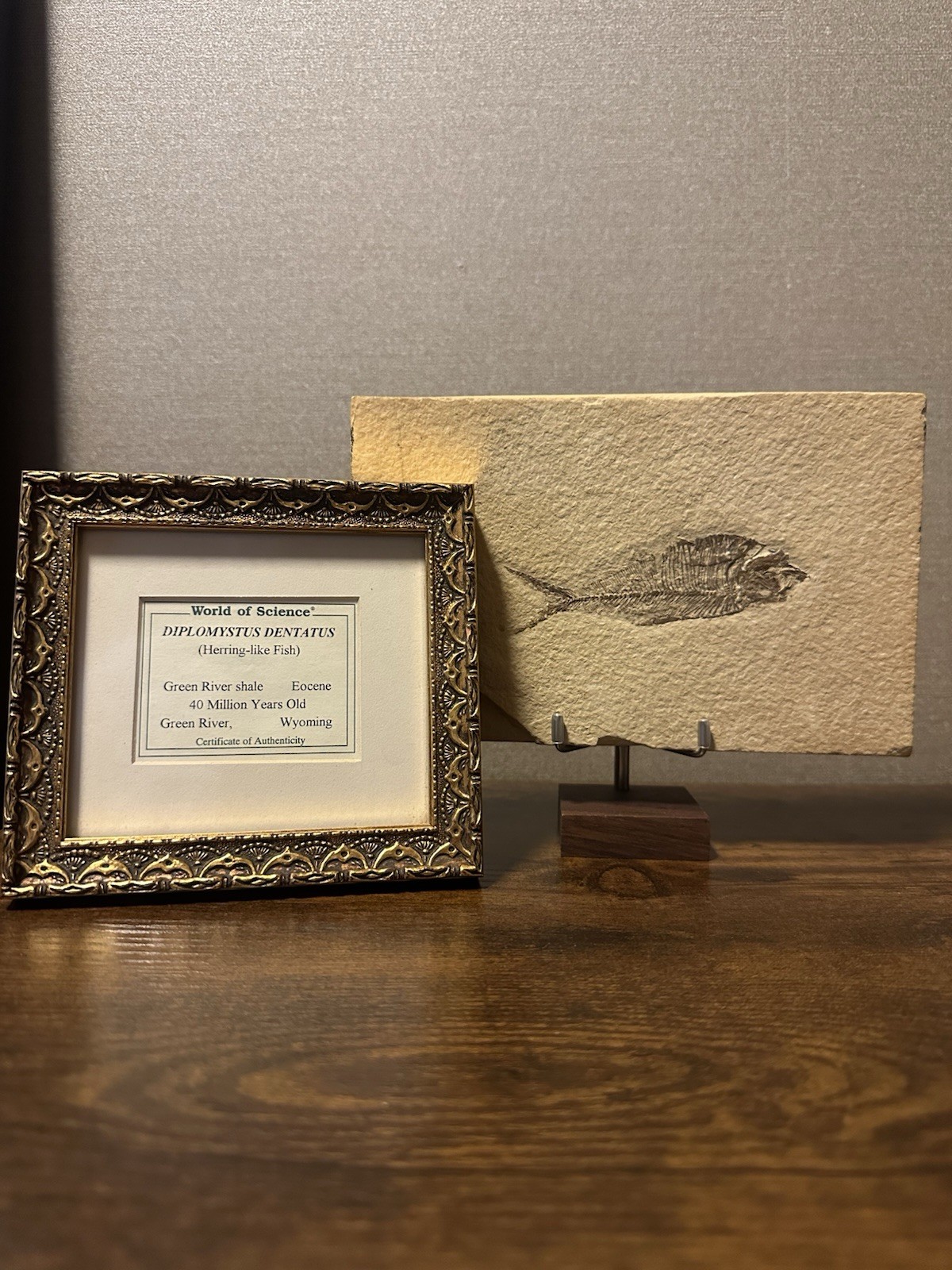 Diplomystus Dentatus Fish Fossil Green River Wyoming w/ COA & Stands