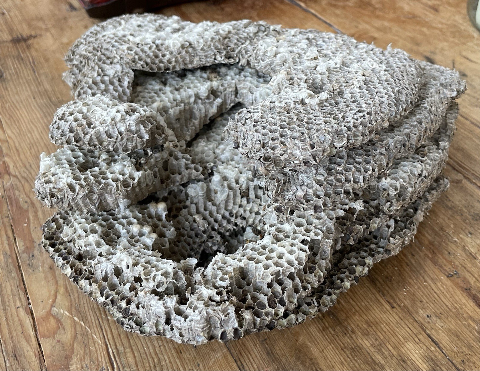 Multi-Tiered Real Paper Wasp Nest