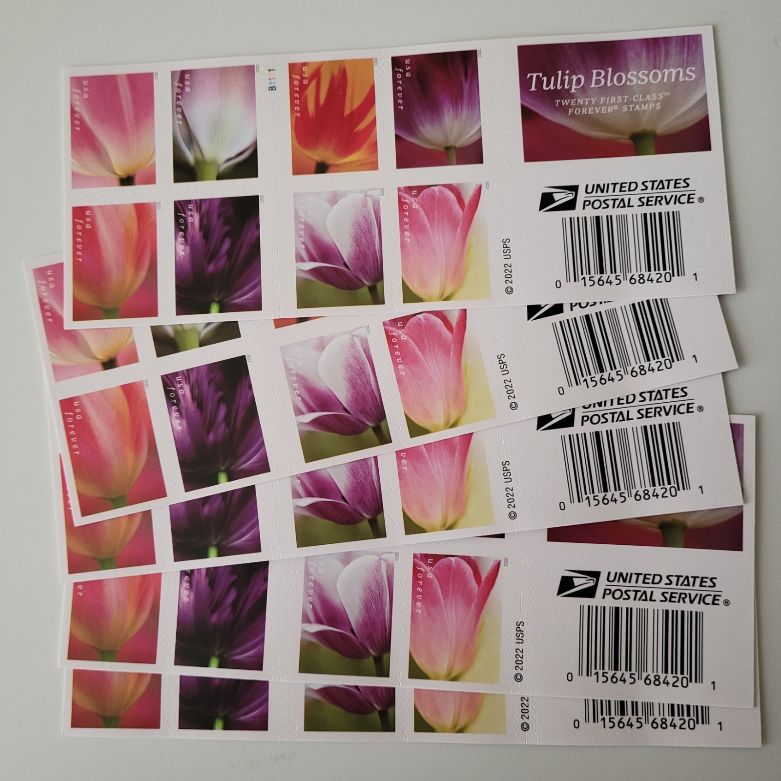 2023 Tulip Blossoms