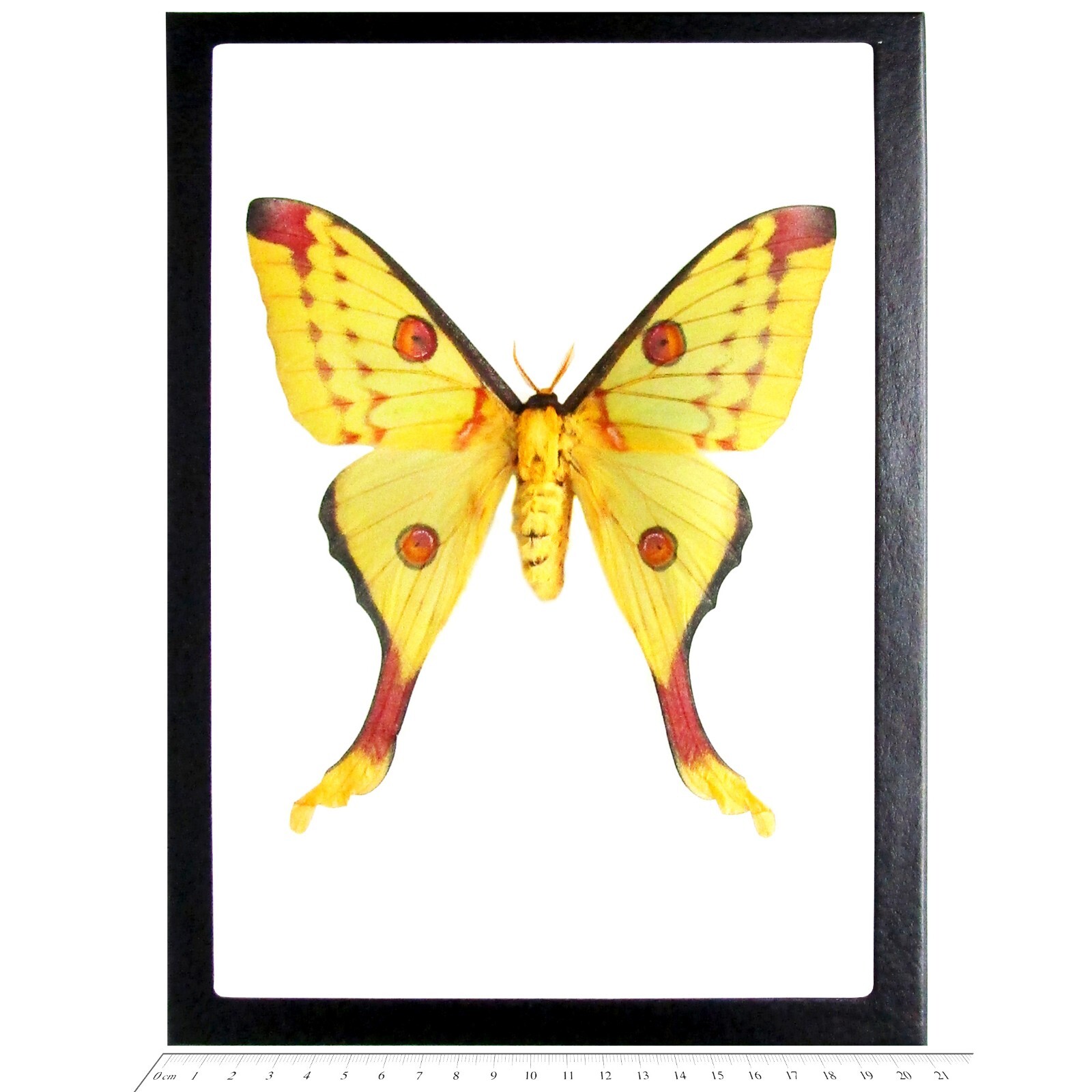 Argema mittrei FEMALE green yellow comet saturn moth Madagascar FRAMED