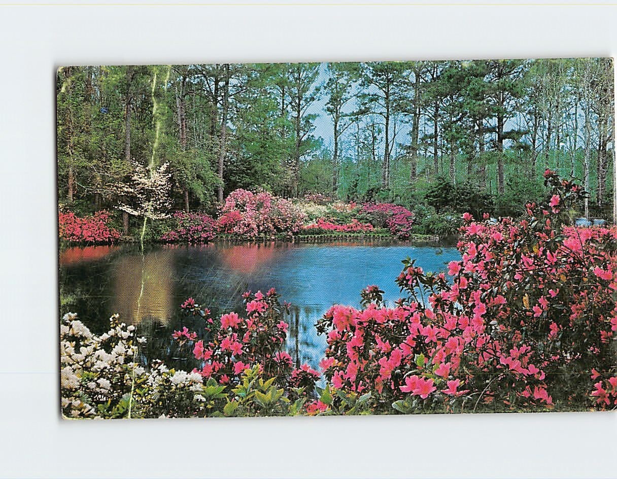 Azalea Gardens T-319846