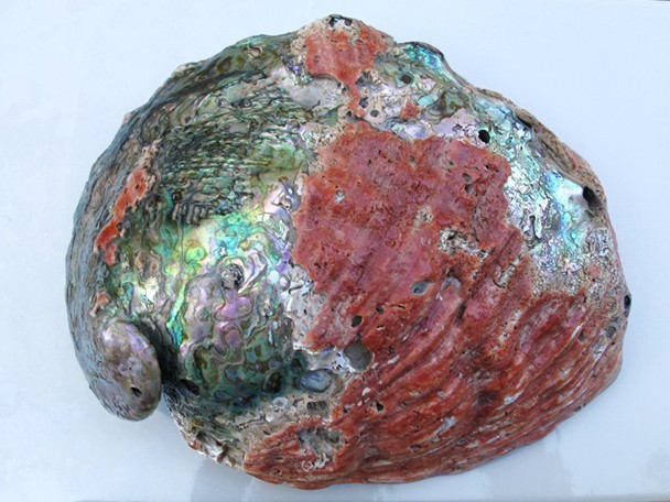 Extra large museum quility Red Abalone Shell OVER 10