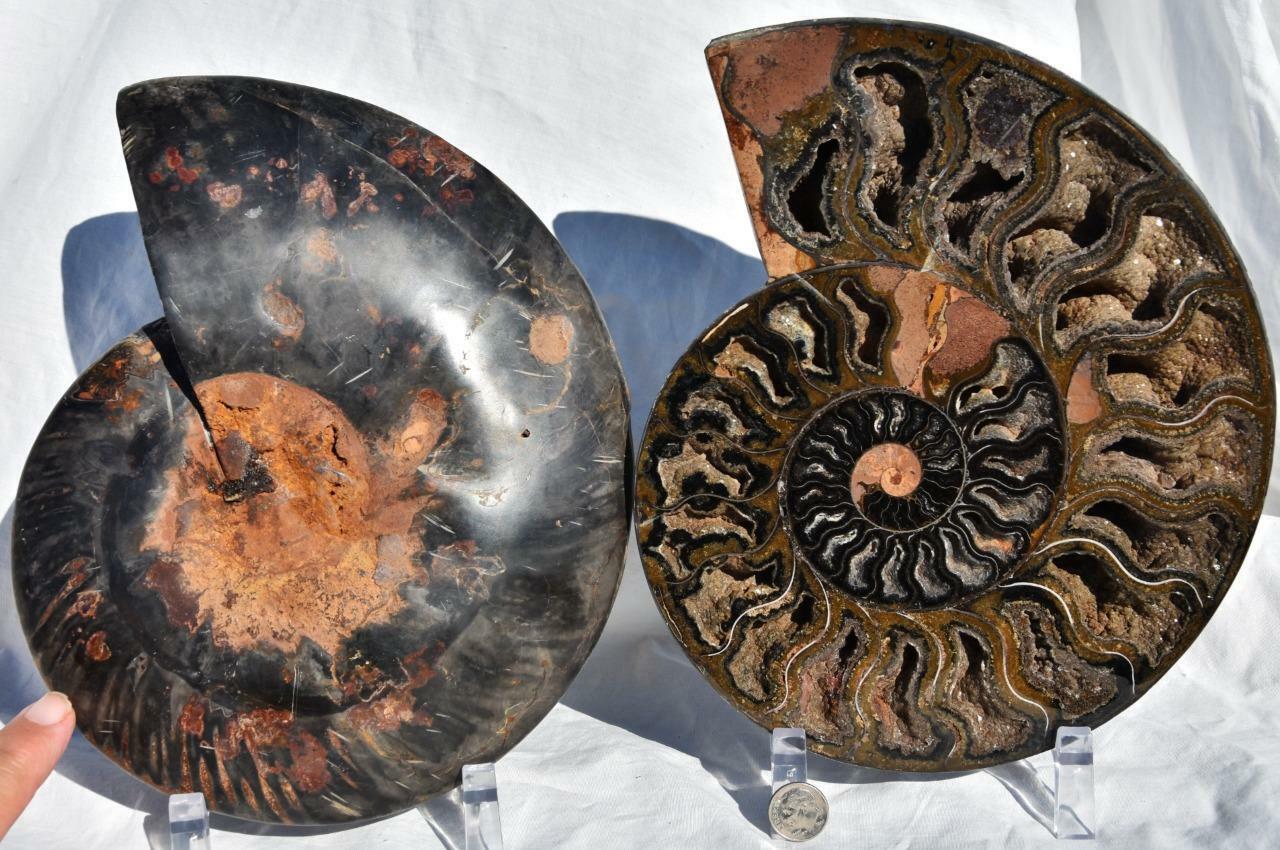RARE 1-n-100 Split BLACK Ammonite PAIR Deep Crystals XXXLG 9.0\