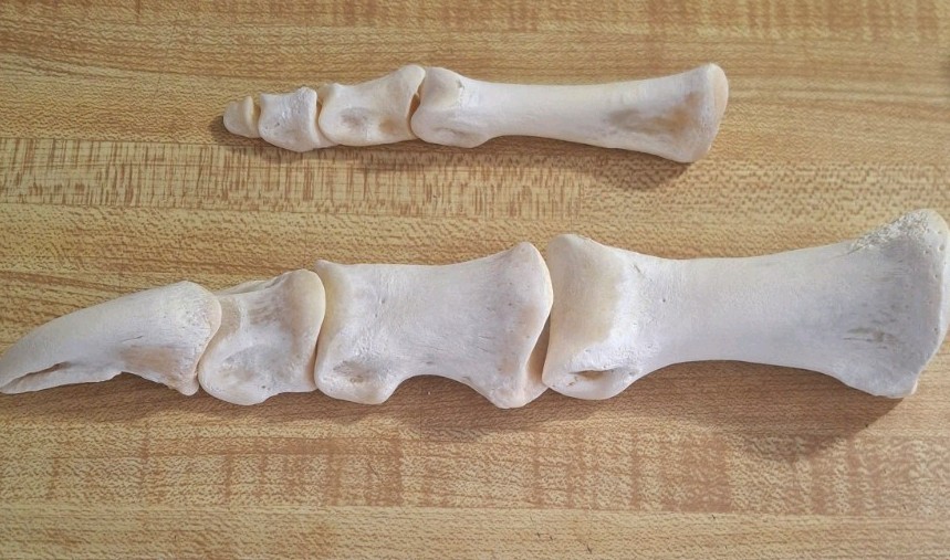 Real Ostrich Foot Bone Uncommon