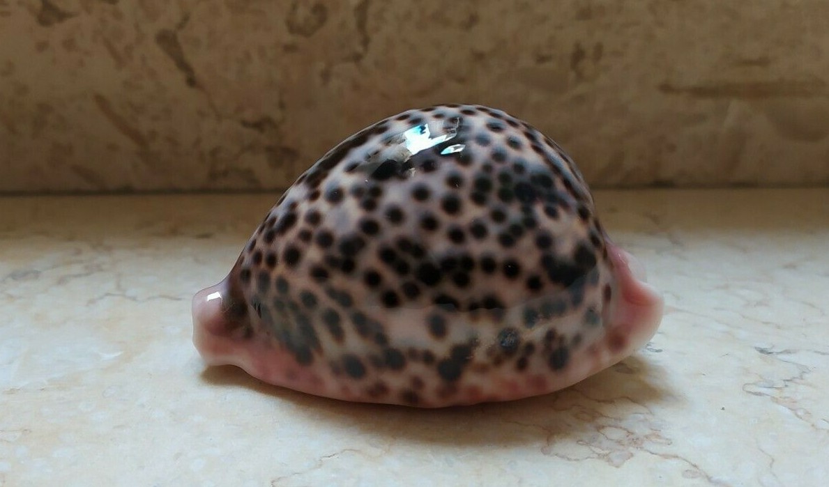 F cypraea pantherina red sea shell F++++F+++ 82mm super natural glossy colour F cypraea pantherina red sea shell F++++F+++ 82mm super natural glossy colour