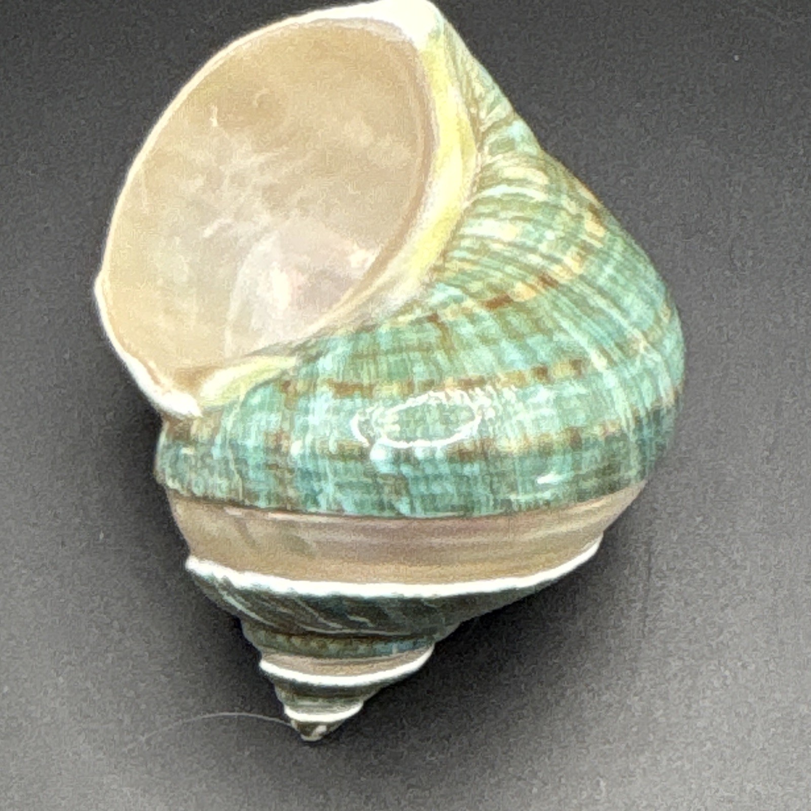 2 Jumbo Hermit Crab Shells 4” Green Banded Turbo & White Turbo  2” Opening