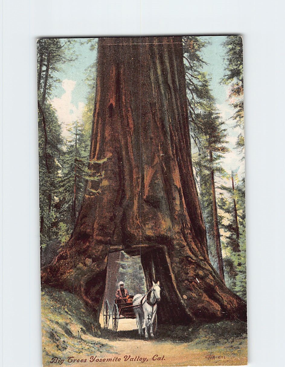 Postcard Big Trees Yosemite Valley California USA