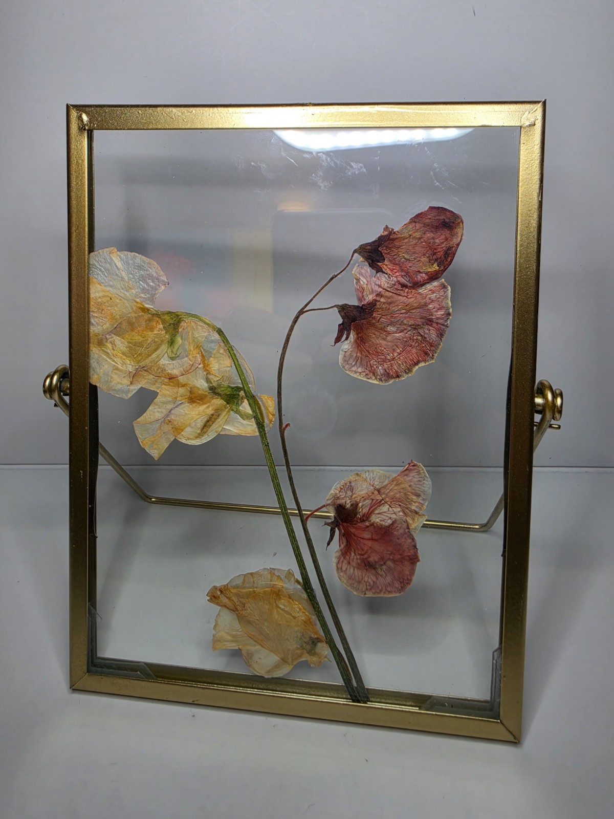 Gold Floating Frame Pressed Flower Art Botanical Glass Display