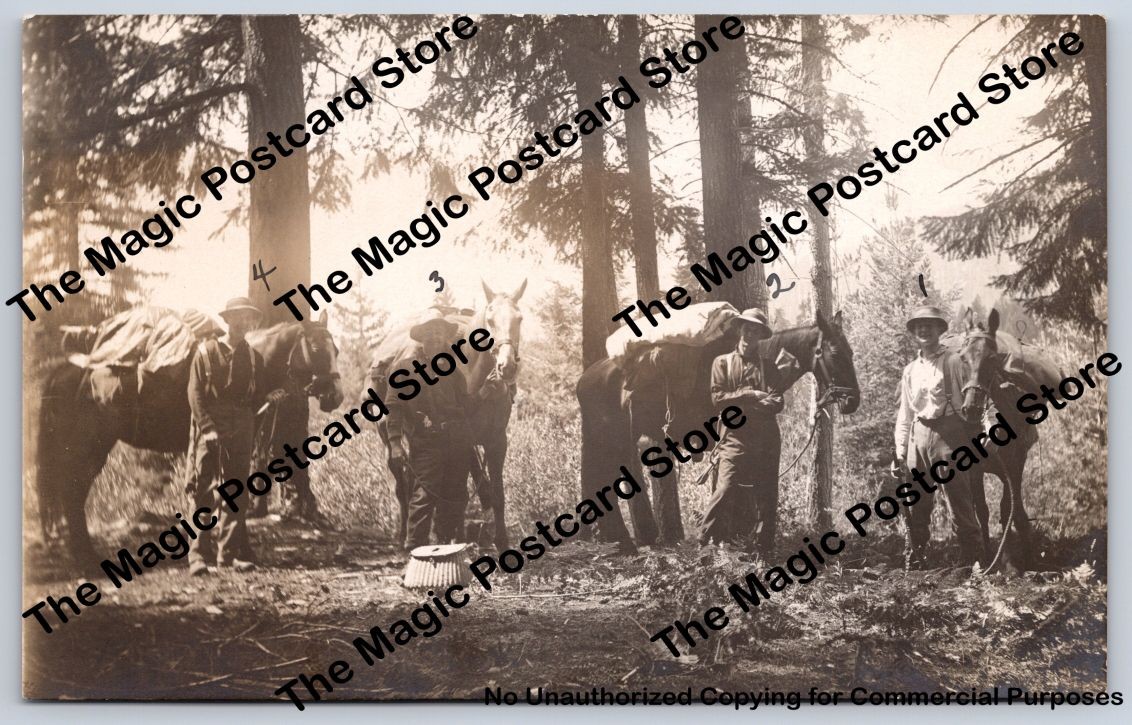 Wilderness Pack Train & Mules WOODBURN Oregon RPPC Dan Cowles Photo ~1910s