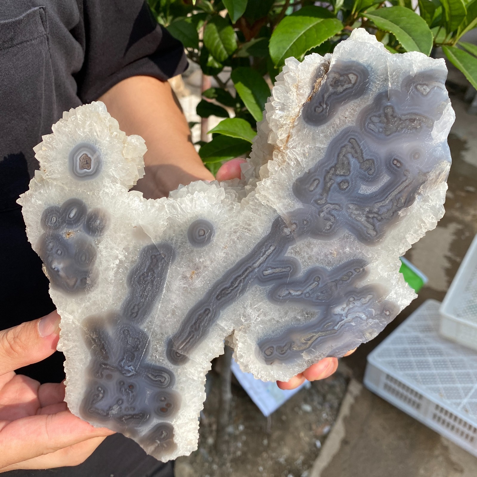 1750G Natural banded Moss Agate crystal slice rough mineral specimen