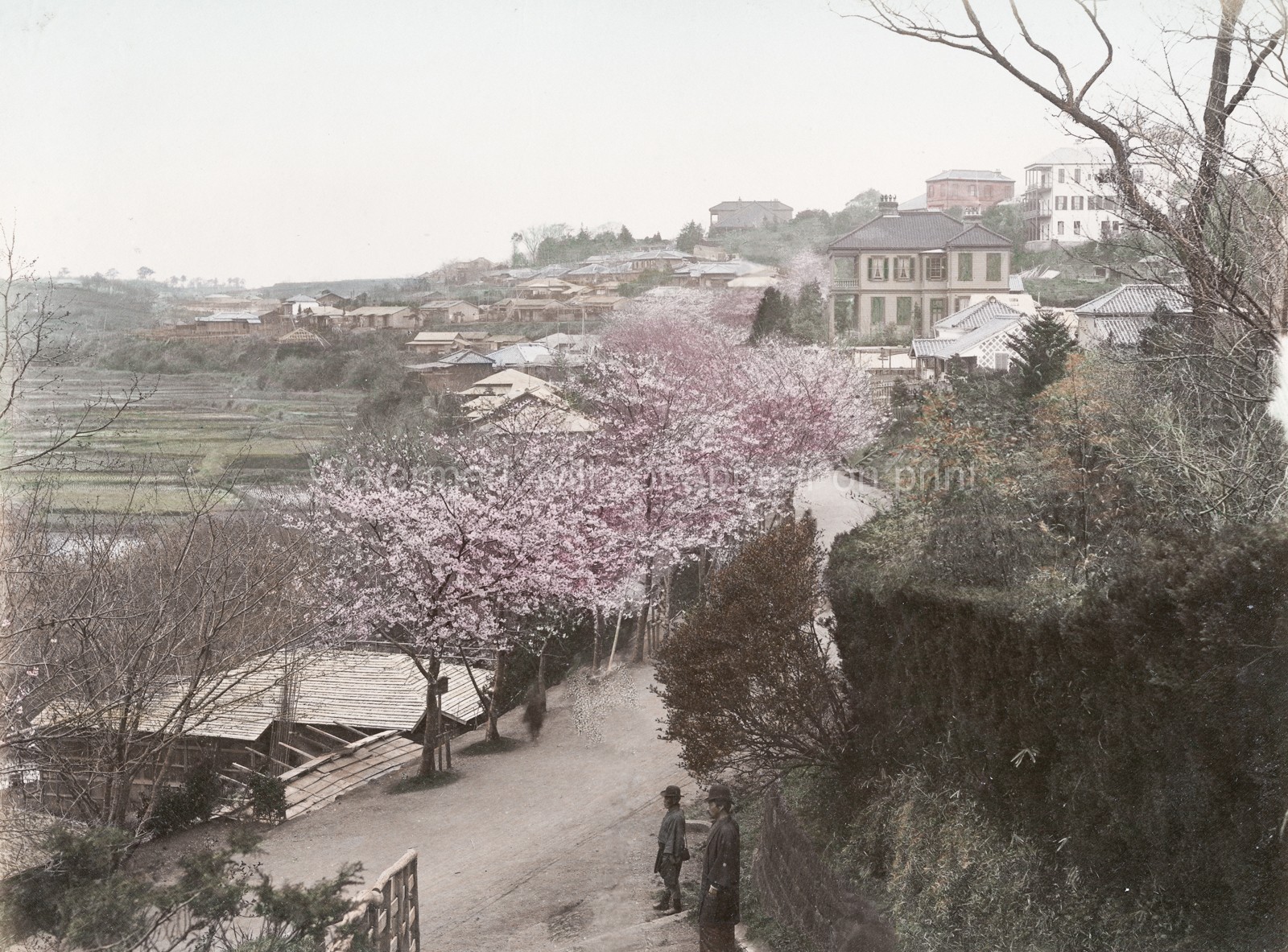 Yokohama Bluff Japan Cherry Blossom Landscape Village Houses Vtg. Photo 19thC.