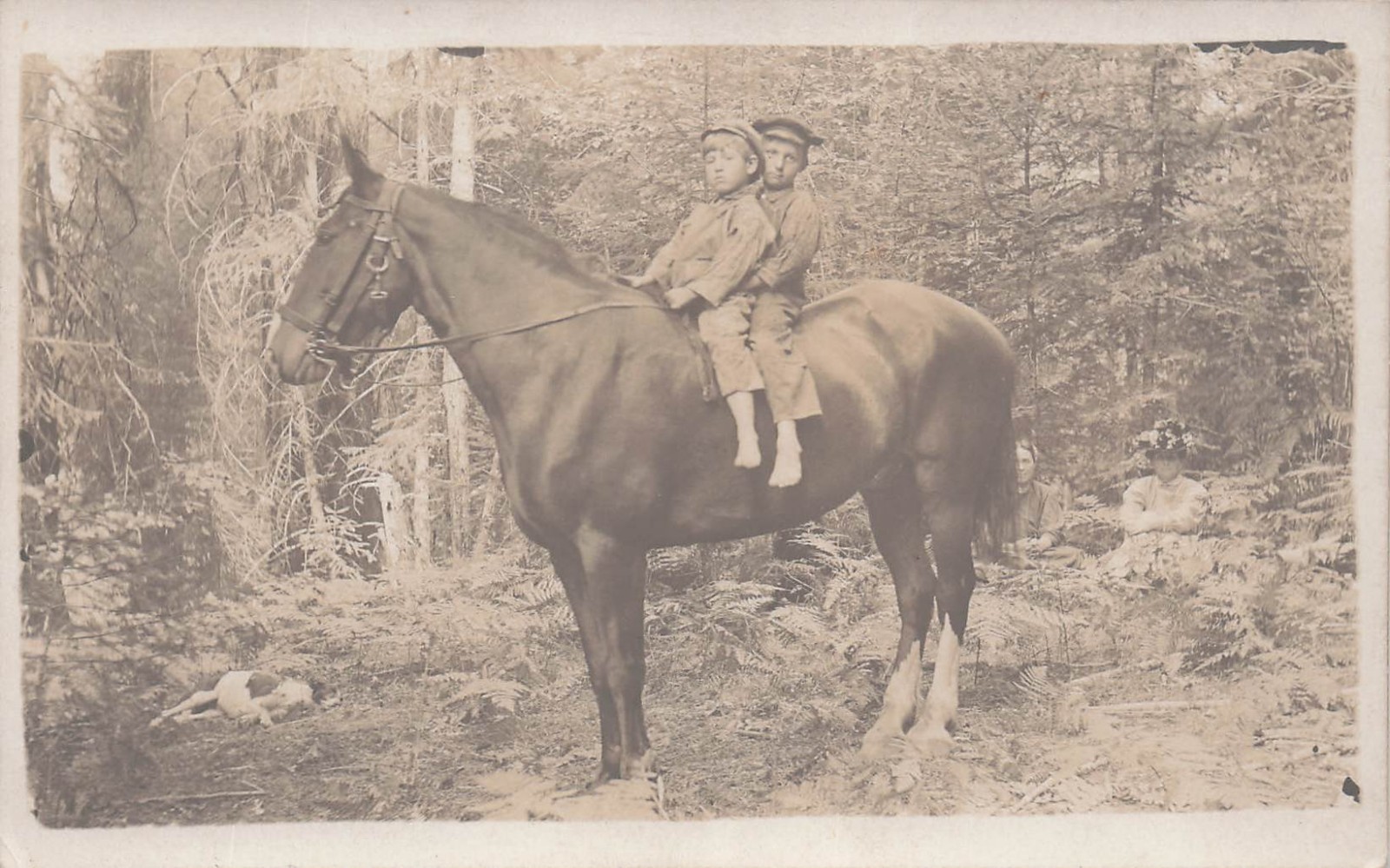 Weird Antique Photo Boys on Horse Hidden Women Jack Russell Dog Vtg Postcard 13A