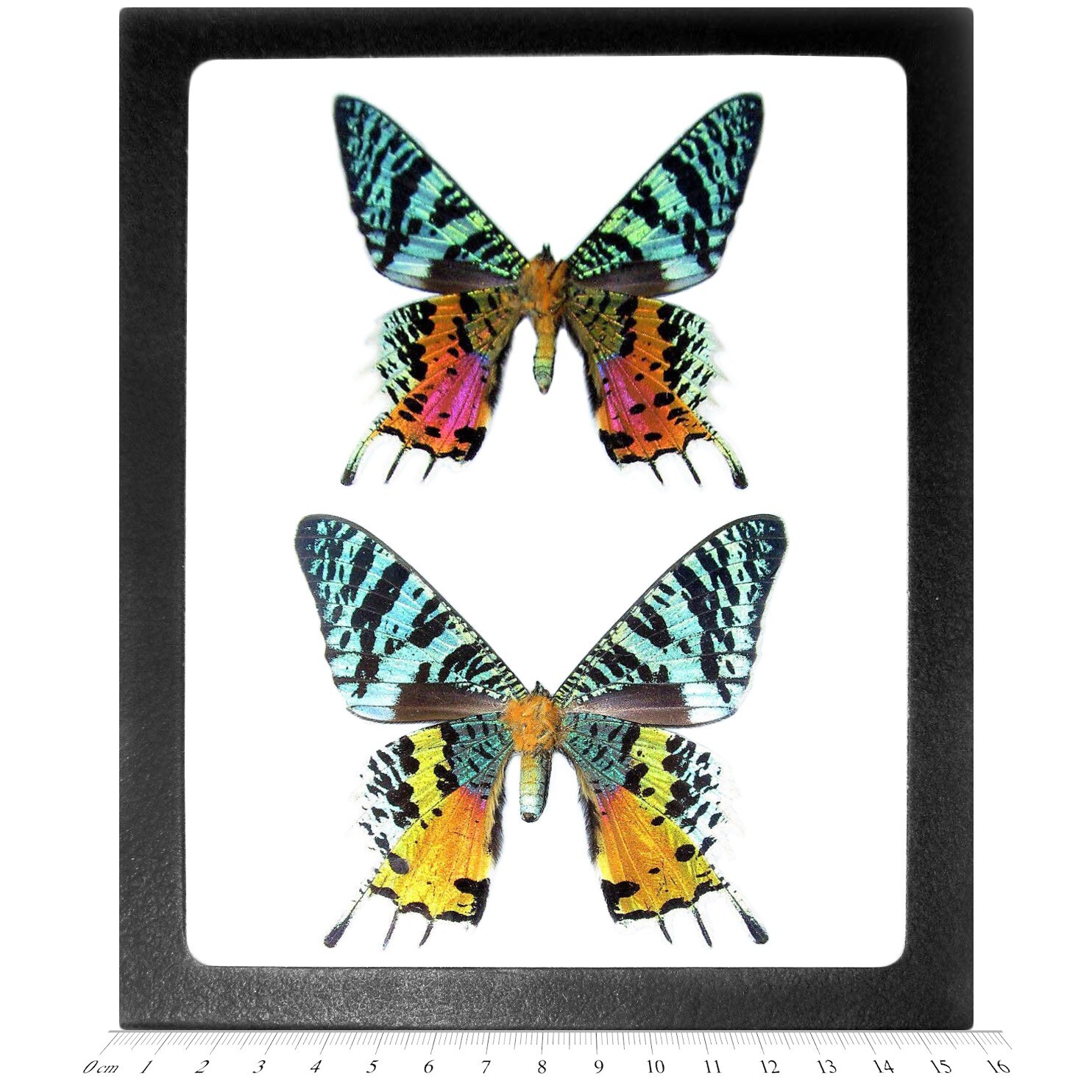 Urania ripheus pair male female REAL MADAGASCAR SUNSET MOTH FRAMED BUTTERFLY