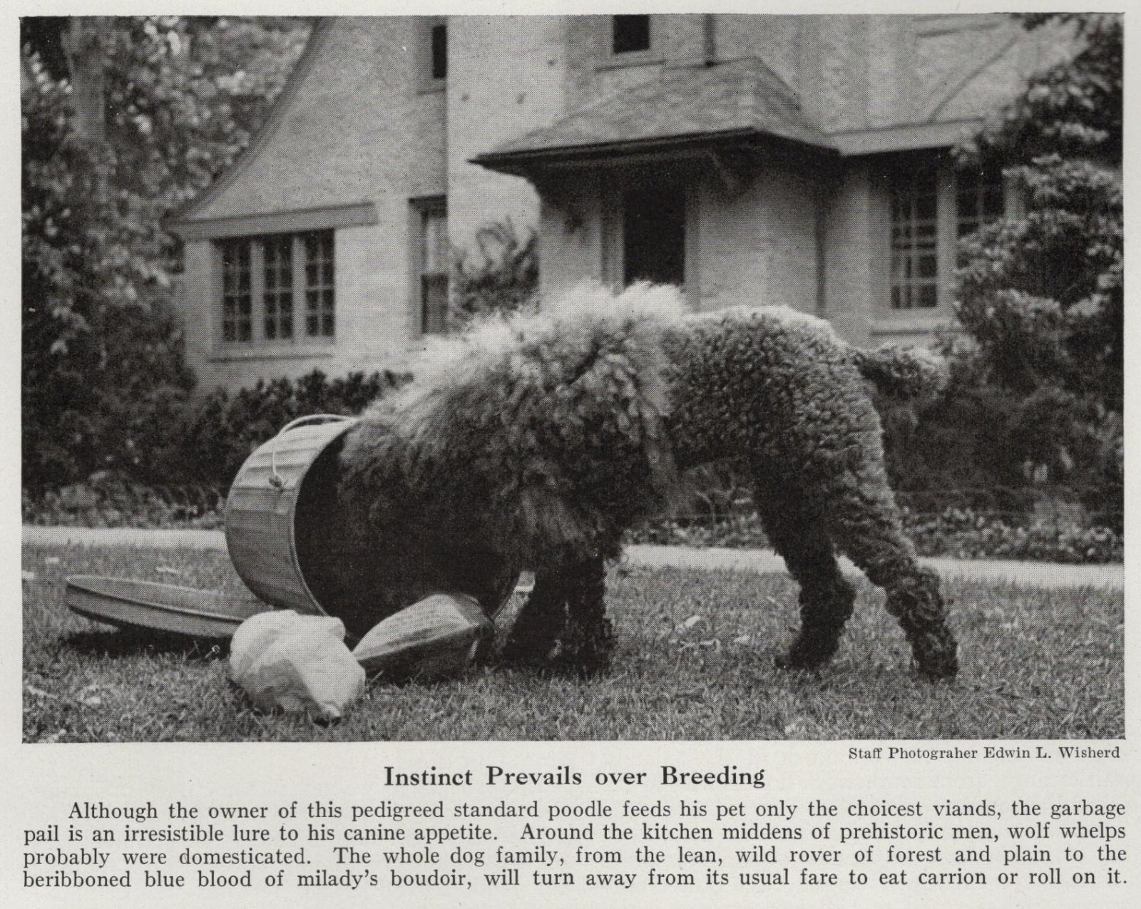 Standard Poodle \