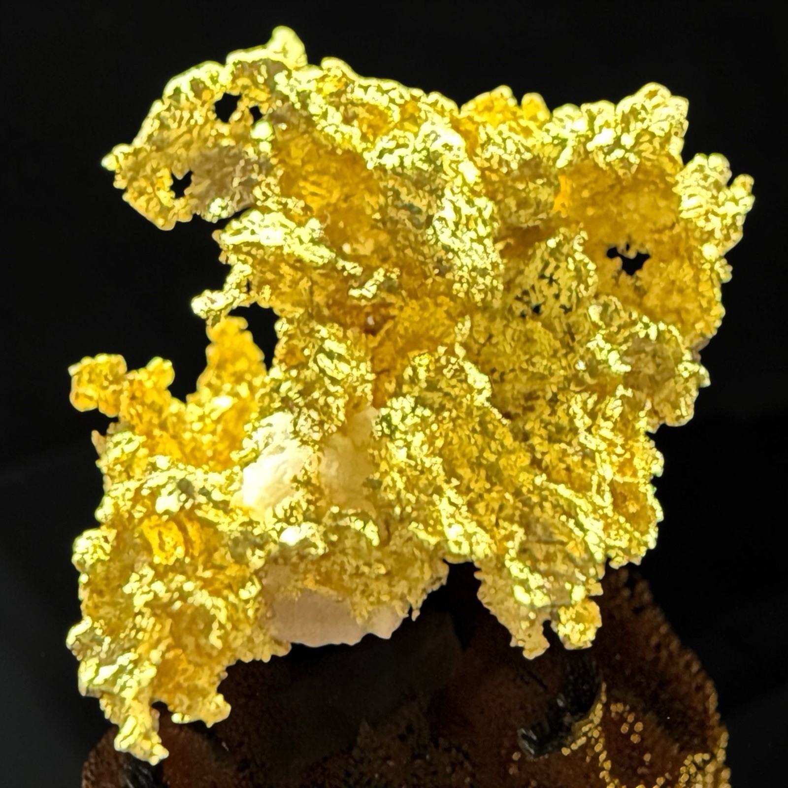 .350 GRAMS BADGER MINE CRYSTALLIZED GOLD QUARTZ SPECIMEN RARE #GQ350