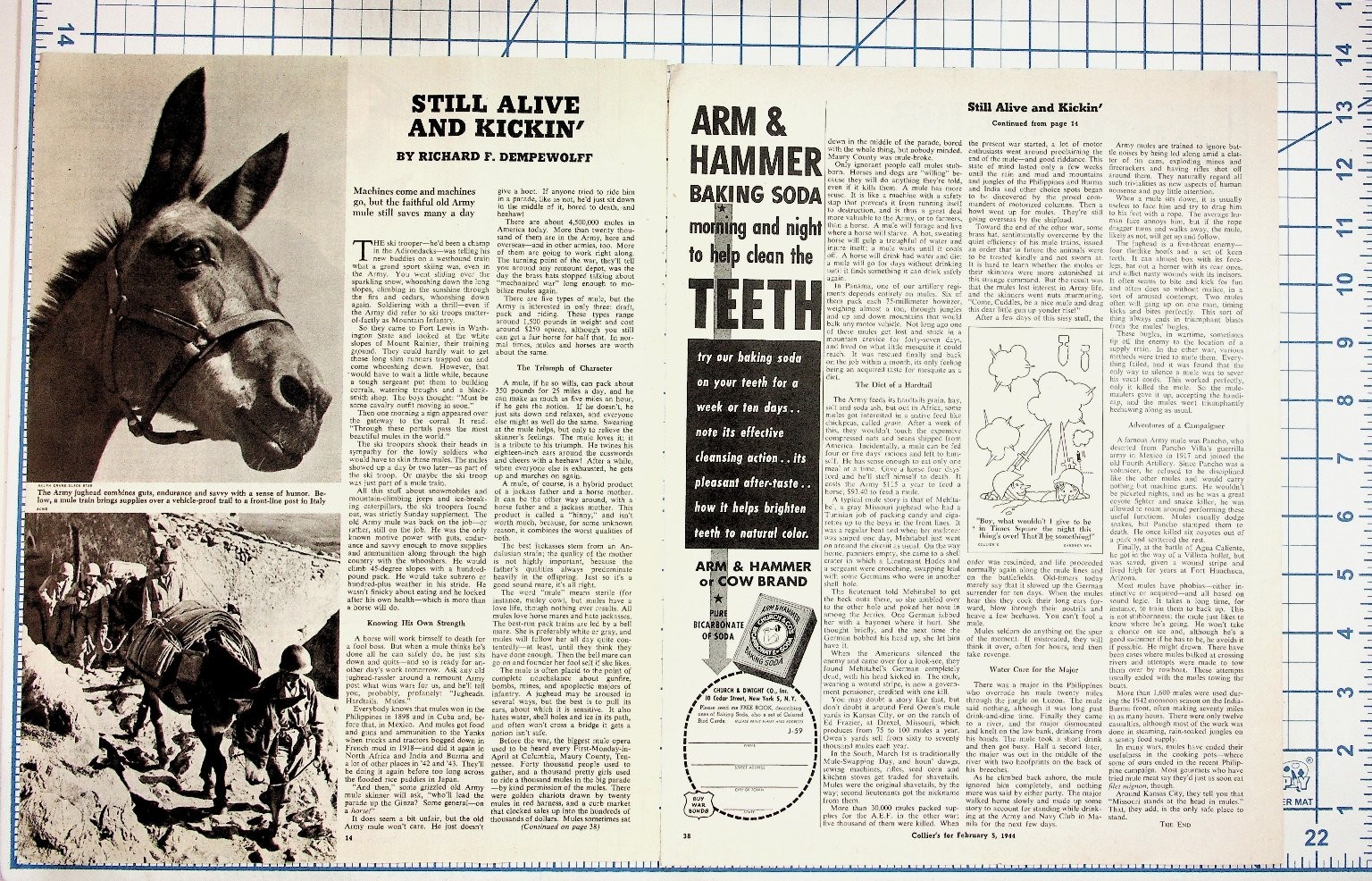 1944 Collier\'s Magazine Page WWII Army Mules Still Alive & Kickin\' Ad 1944 Collier\'s Magazine Page WWII Army Mules Still Alive & Kickin\' Ad