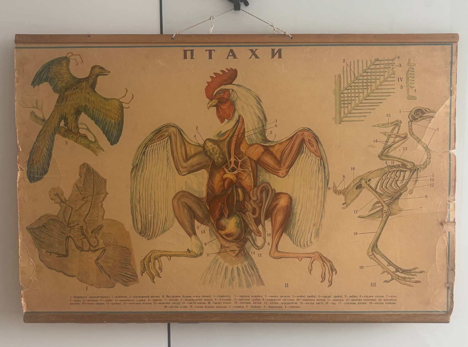 Vintage Soviet Ukrainian Wall Chart Poster Birds Anatomy Rooster Archaeopteryx