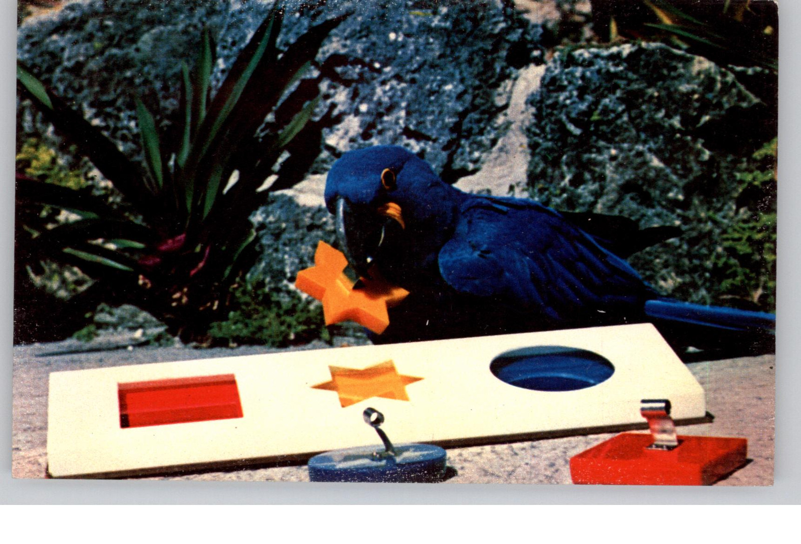 Blue Macaw Using Psychologist's Form Board Postcard 20th Century Blue Macaw Using Psychologist's Form Board Postcard 20th Century