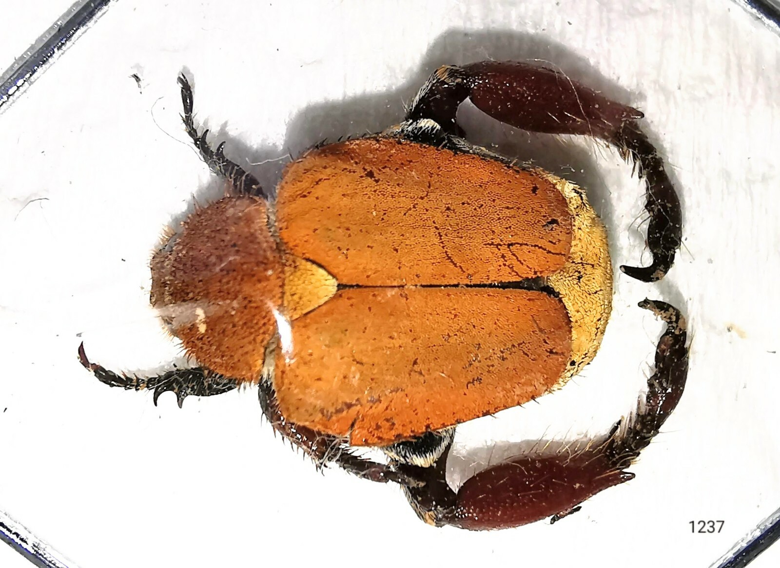 Scarabaeinae HOPLIINI species 9-10mm A1 or A1- SOUTH AFRICA - UNCOMMON - #1237