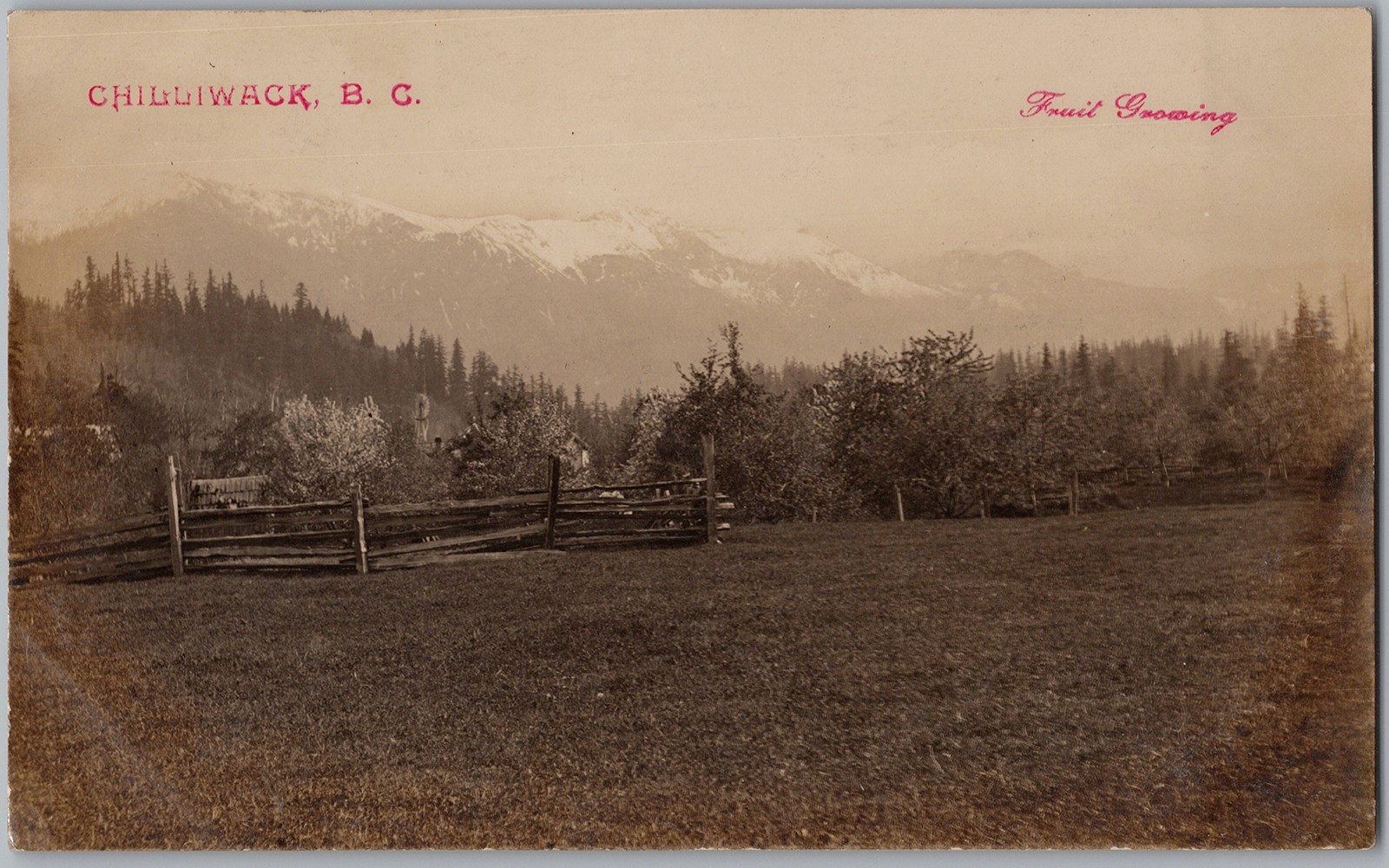 W.T. Cooksley Chilliwack BC Fruit Growing Fraser Valley RPPC Postcard D98