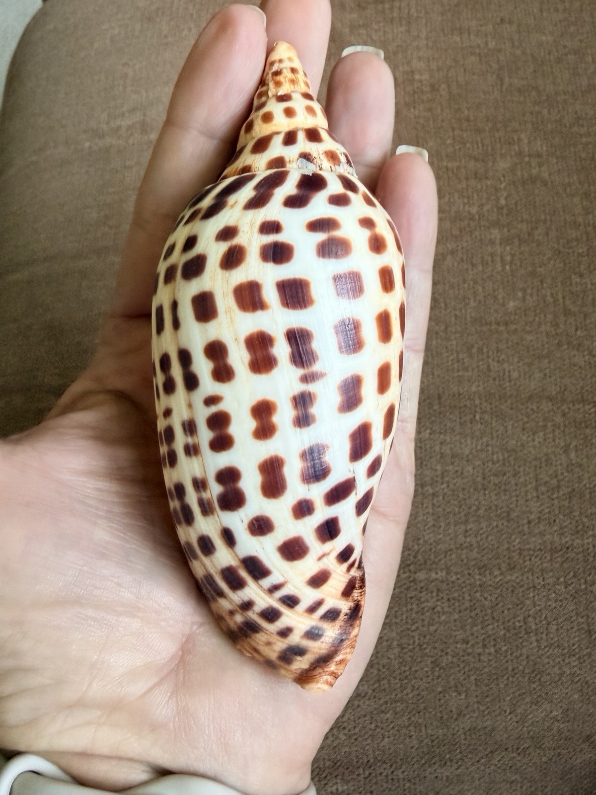 Scalphella Junonia Spotted Seashell RARE 4.5” In Excellent Shell Gorgeous, Large
