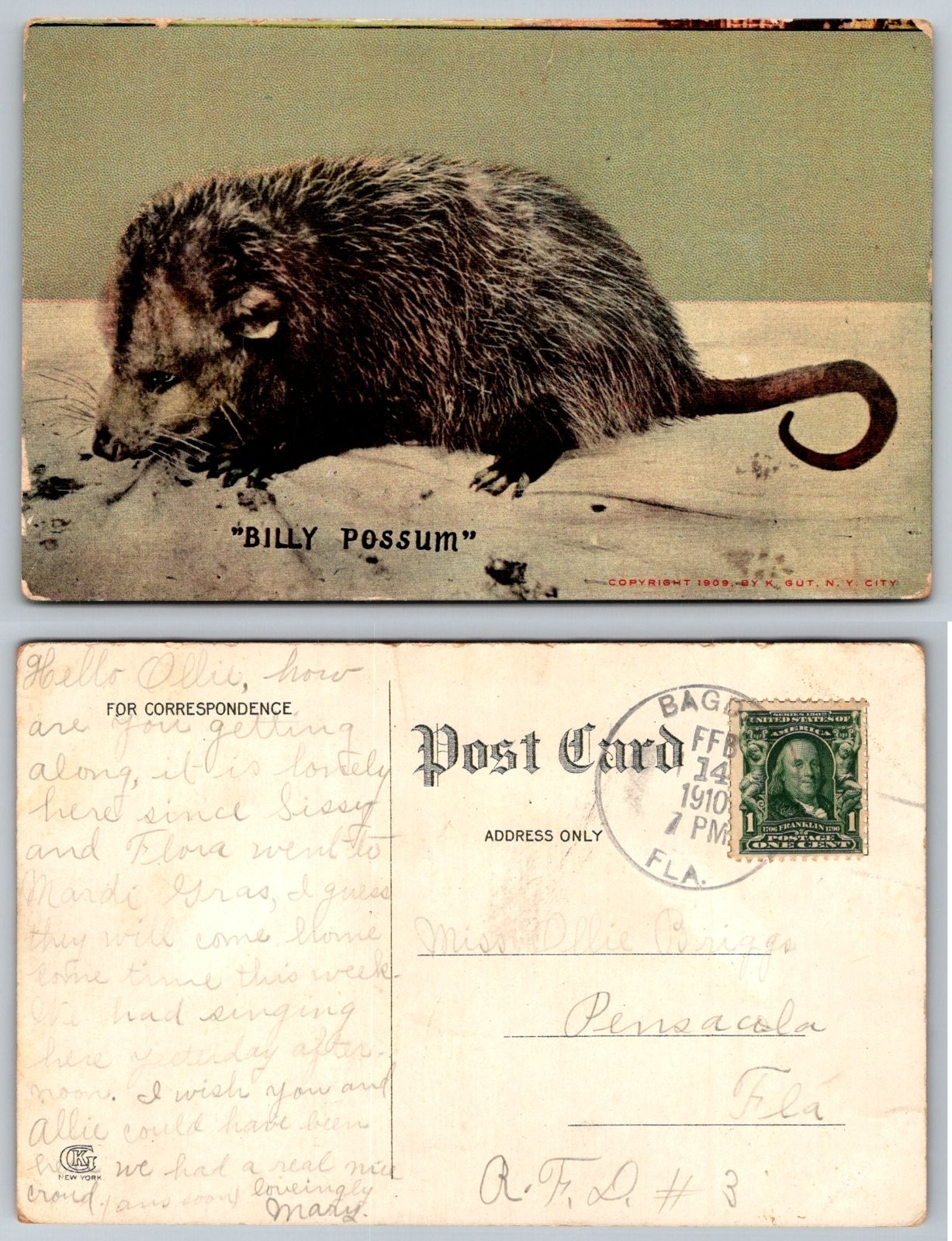 Billy Possum American Opossum Animal K Gut New York Postcard Billy Possum American Opossum Animal K Gut New York Postcard