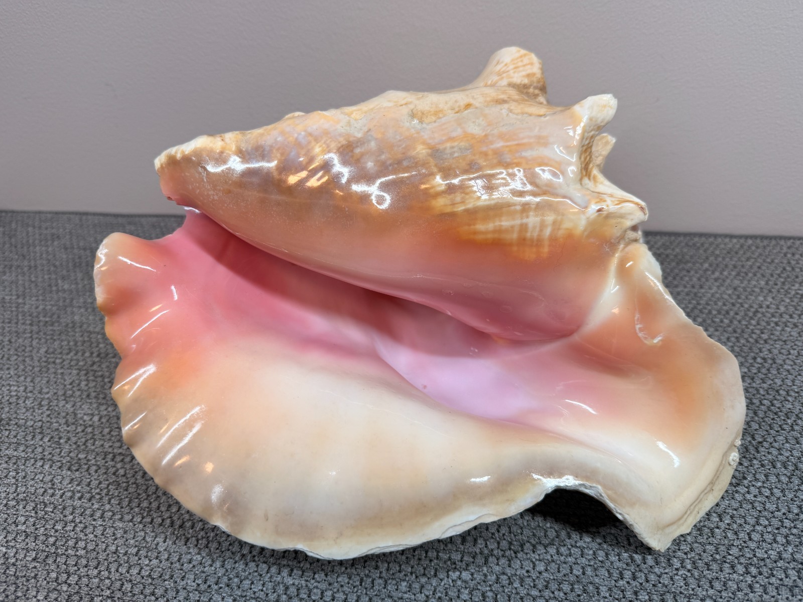 Stunning Pink Queen Conch - Large Adult 4.25lb - 10.5\