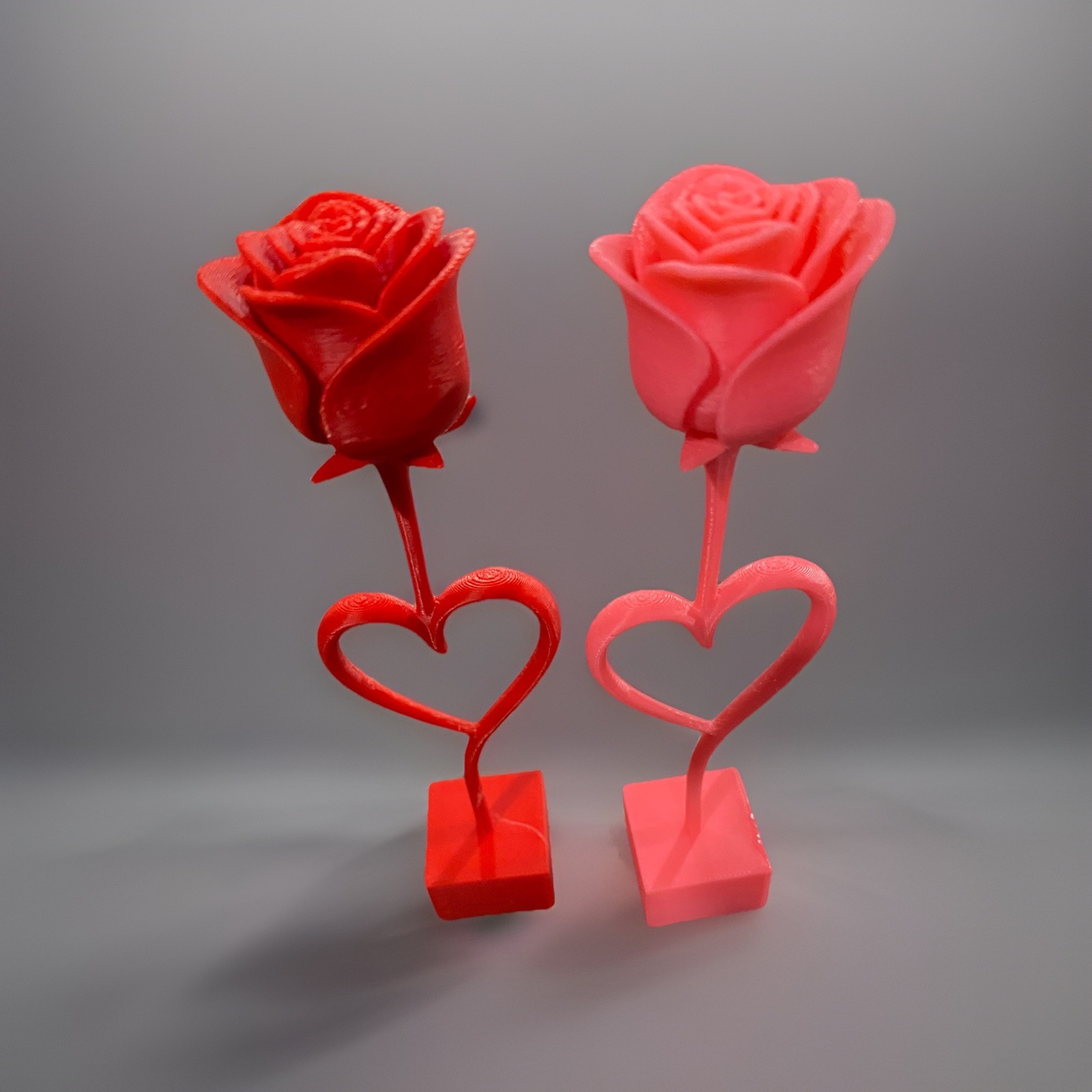 Valentines Day Rose